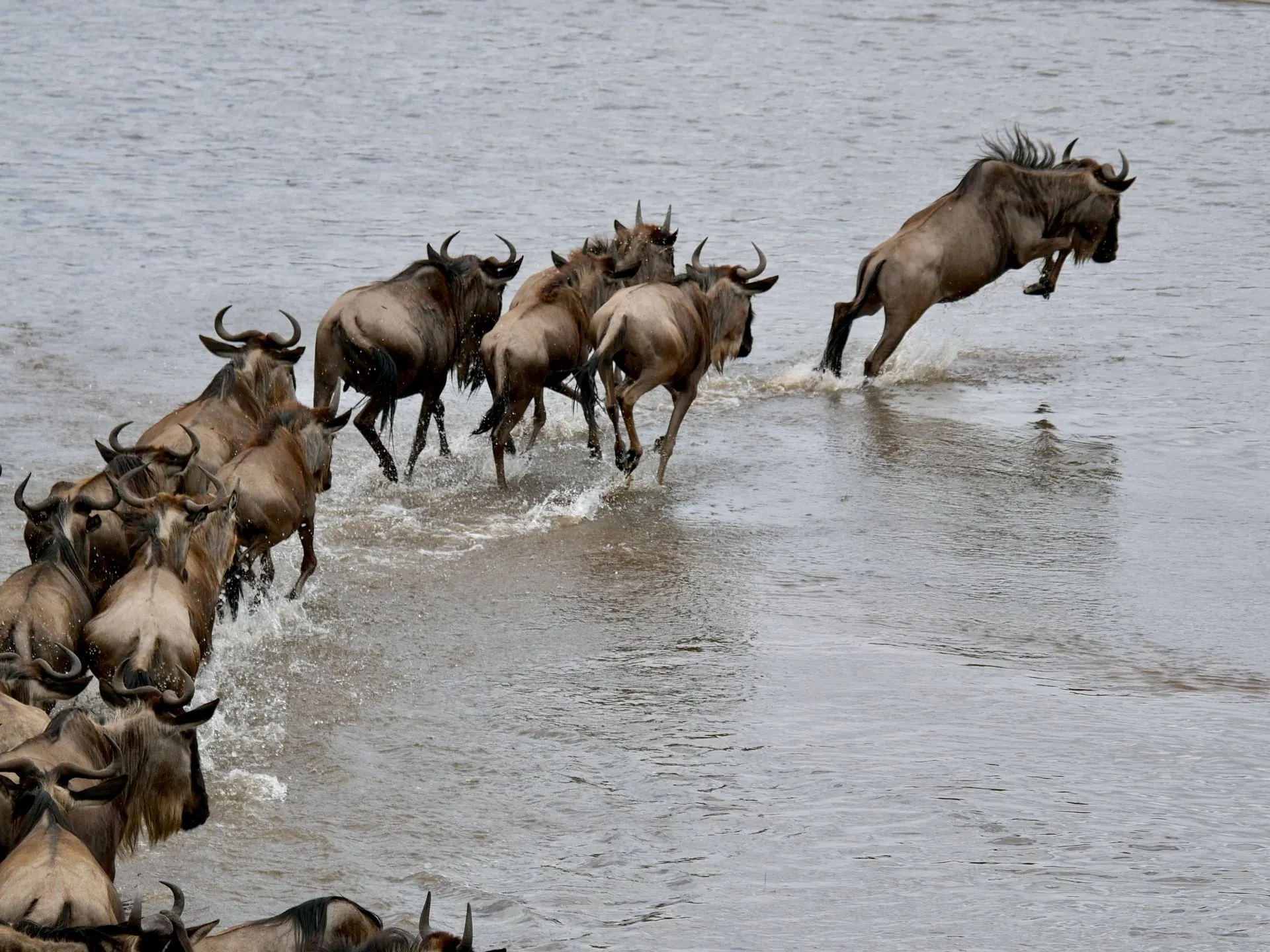 A great herd of wildebeest crossing the Mara River during the migration
