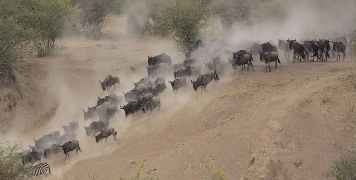 A column of wildebeest raising dust as it moves across the plains
